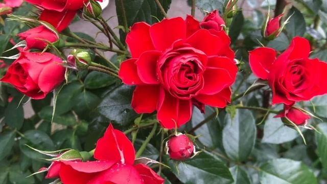 Туган Көнең белән!С Днём Рождения!Музыкальное поздрав смотреть онлайн