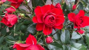 Туган Көнең белән!С Днём Рождения!Музыкальное поздрав