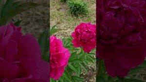 Пион пол М Уайлд