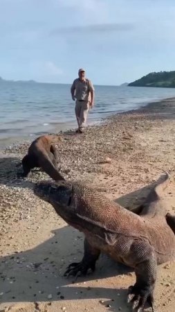 Комодский варан