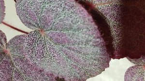 Посмотрите какая она ВЕЛИКОЛЕПНАЯ БЕГОНИЯ  #бегония #б