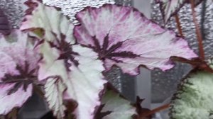 БЕГОНИИ 🌺 ОБЗОР ВЗРОСЛЫХ СОРТОВ 🌺 Часть 3