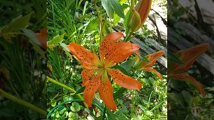 Лилия Маст Си азиатская махровая