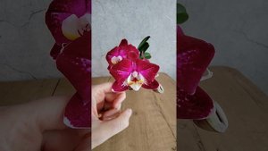 Фаленопсис miki chocolate '518', в вариации цветения.