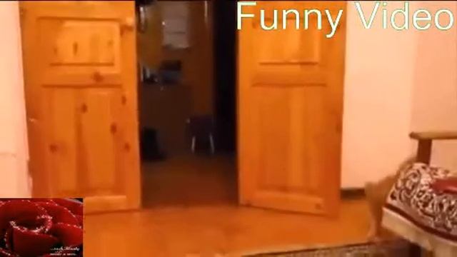 Подборка приколов с животными 2014 смешные кошки приколы с кошками смотреть онлайн