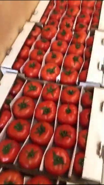 поставщик товар из Кз в Россию помидор и огурцы оптом + смотреть онлайн