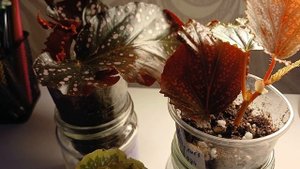 Кейн - бегонии ( тростниковые) / Обзор новинок 🪴 / #комн?