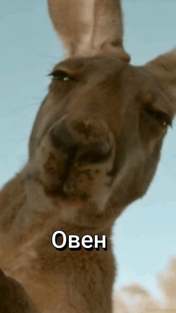 приколы гороскоп овен кенгуру натальнаякарта астрология астропомощь астропрогноз испания