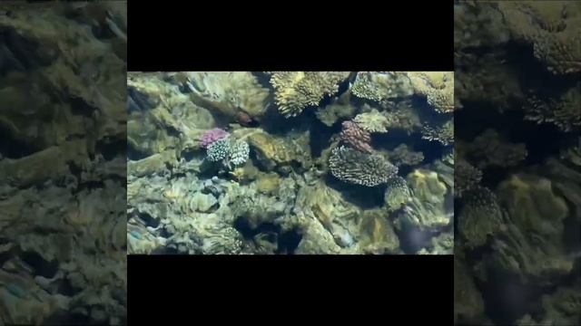 Египет. Красное море. Шарм Эль Шейх. Фанара пляж. Весна