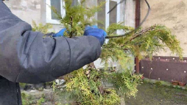 Перша стилізація великого ялівця Juniperus pfitzeriana Compacta