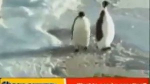 Пингвин прикол