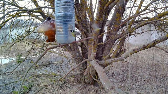 Март  На кормушке едят семечки лазоревки синицы и воро