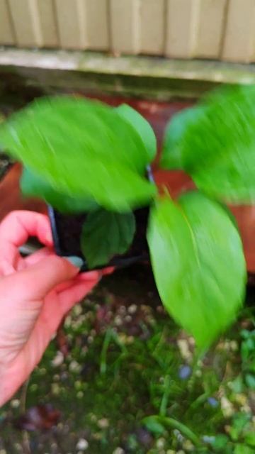 450р Лимонник. 89654674412 Мария смотреть онлайн