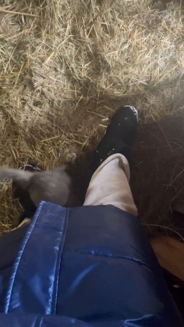 Раскидала сено и убежала )))) #деревня #колхоз #корова #с? смотреть онлайн