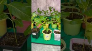 Нужна ли прищипка катарантусу?🤔 Давайте проведем экс