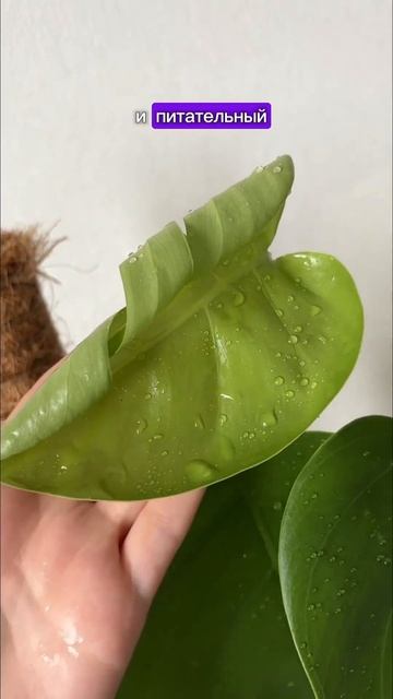 Монстера. Как добиться разрезов на листьях 💚 #monsteraplant