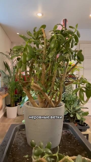 Обрезка переросшей крассулы оваты, денежного дерева. h смотреть онлайн