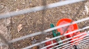 Лучшая автопоилка для кур НА ДОЛГО!  Автоматическая по