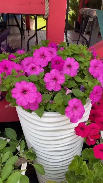 МОЙ ЭКСПЕРИМЕНТ. ПЕТУНИЯ БЕЗ ПИКИРОВКИ. #рекомендации смотреть онлайн