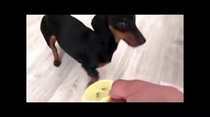 такса собачки смешные видео