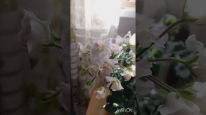 пеларгония ИВ- Вдохновение Музыка: MysticМузыкант: Jeff Kaale