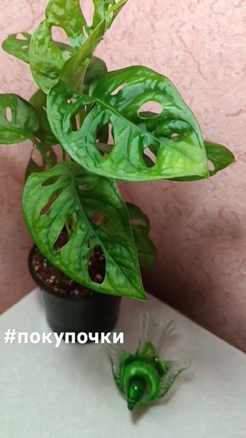 #покупочки Монстера Манки Маск #цветыастрахань