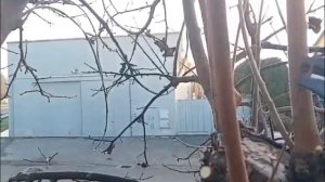 Уроки обрезки Хурмы-как это делать?