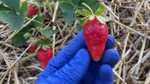 Обзор🍓клубника ЛЮЧИЯ сладкая, ароматная, выносливый