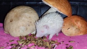 🦔Ёжики едят грибы⁉️Миф или нет🤔. Do hedgehogs eat mushrooms? #ezhi