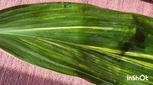 Аспидистра вариегатная и Милки Вей. Масленица. 15.03.2024.