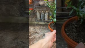 #Мирт Маленькие листья🍃. Почему?