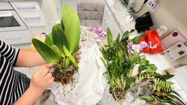 04.03.2025г. 🇺🇦 Мы дома. Обработки, посадки и не много кра? смотреть онлайн