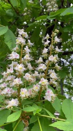 Конский каштан (лат. Aésculus) #цветы #garden #растения #садоводство