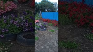 20 августа 2024 петуния селебрити