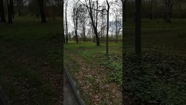 Погода в Санкт-Петербурге на 8.05.2025 
в Красносельском районе Южно-приморский парк. птички, покой