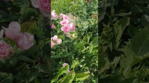 VID_20240701_120022.mp4Розы в моем деревенском Саду, архив 1.07.2024г