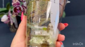 Новенькие. / Phal. OX Diamond (Miki), GC  Reyoung Lava ,#Phal. GC  Reyoung Cosmos, Phal. M