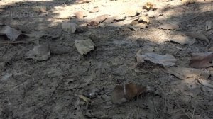 18 Почвенная среда обитания организмов