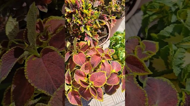Колеуси🥰! 30.07#українськийконтент #garden #петуния #квітн?