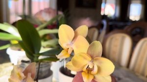 МОЯ ПОПЫТКА НОМЕР ТРИ))) Phal. Sogo Mandala …🦋🦋🦋