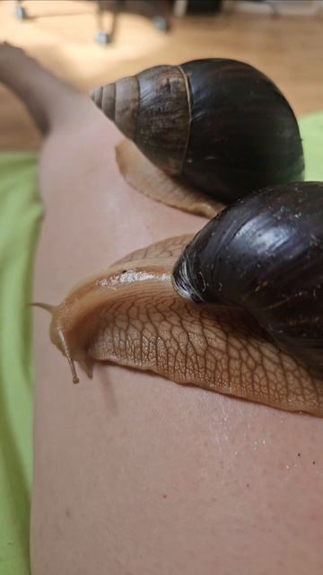 Огромные улитки ахатины ползают по ноге и пытаются её кусать смотреть онлайн