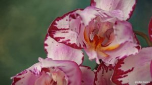 Phal. Jiuhbao Angel 👼 Шикарный азиатский пелор в домашнем цве?