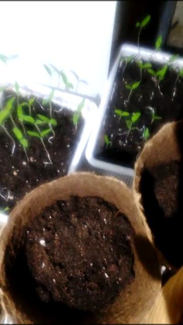 Выращиваю рассаду арбузов, тыквы и помидор смотреть онлайн