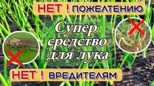 ЛУК будет ЗЕЛЁНЫЙ! Луковая МУХА исчезнет! СУПЕР средство от ПОЖЕЛТЕНИЯ и от ВРЕДИТЕЛЕЙ лука