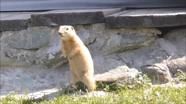 Суслики на турбазе Кочевник смотреть онлайн