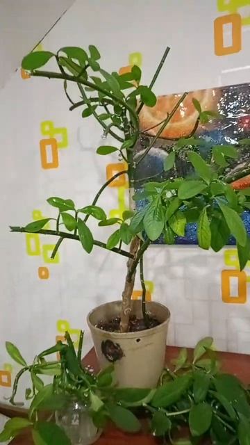 Начинаю реанимировать запущенный синадениум   посл?