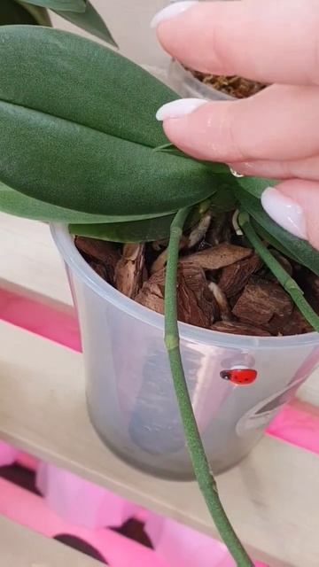 молодой лист орхидеи #orchid #любовь #flowers #коллекцияорхид