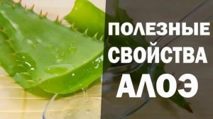Чем полезен алоэ вера