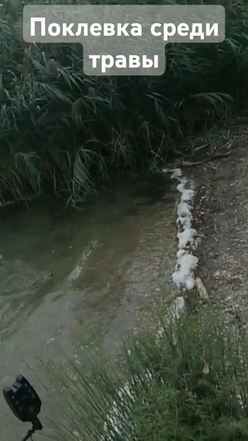 Поклевка среди травы на озере #рыбалка #удочка #карась смотреть онлайн
