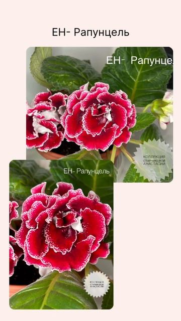 ЕН- Рапунцель #flowers #геснериевые #rose #глоксинии #цветы #г